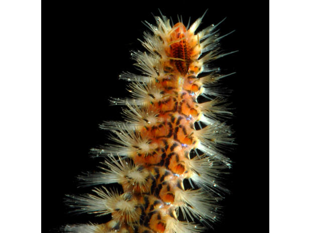 Notopygos ornata from the Gulf of California